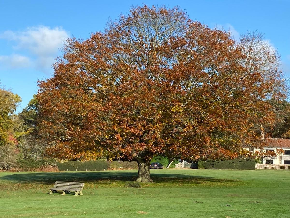 Avondale New Forest Godshill  Kültér fotó